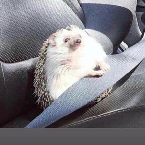 Meet your Posher, Helen